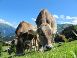 cows-cow-203460_1920 (Small)