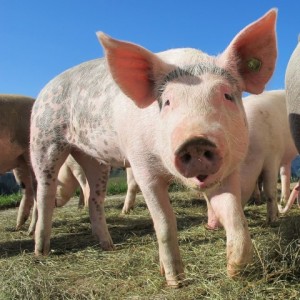 pig-214349_1280 (Small)