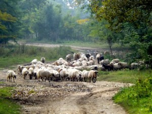 sheep-974762_1920 (Small)